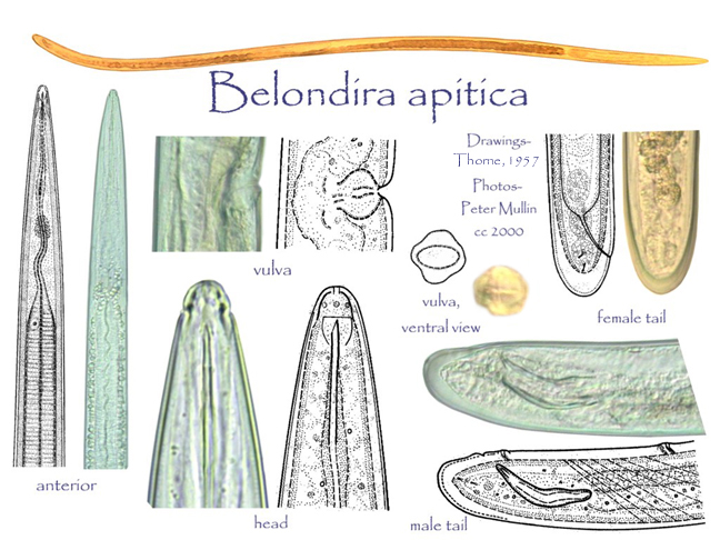Представитель Семейства Belondiridae